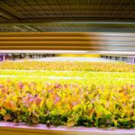 &Ever Middle East launches indoor vertical farm
