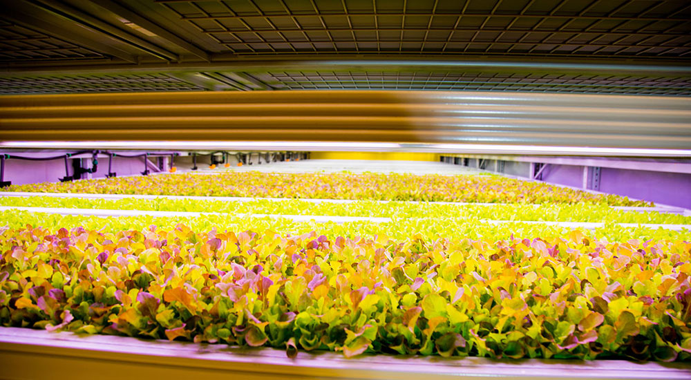 &Ever Middle East launches indoor vertical farm