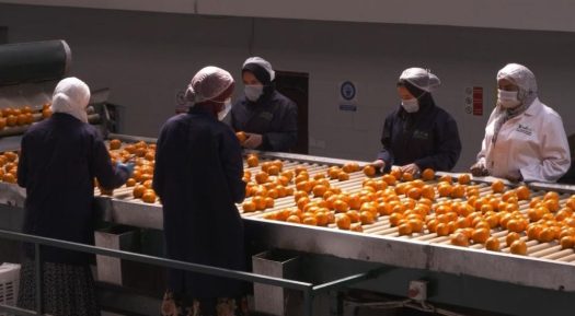 CNN’s Eleni Giokos looks at citrus production and digital tracking of distribution in Egypt