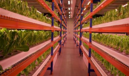 Emirates Crop One opens hydroponic farm with investment of $40M producing 3,000kg per day